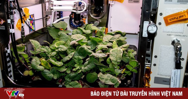 Thiết bị trồng rau dành cho phi hành gia Trung Quốc - Ảnh 1.