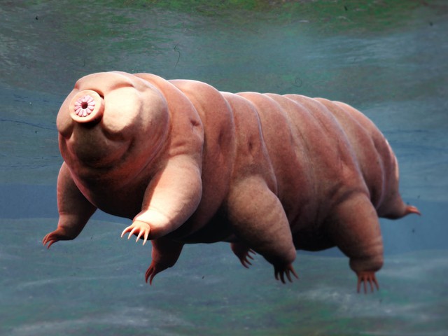 Bí mật của tardigrade bất tử: Một sinh vật không sợ bất kỳ thử thách nào! - Ảnh 1.
