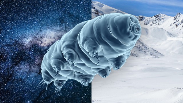Bí mật của tardigrade bất tử: Một sinh vật không sợ bất kỳ thử thách nào! - Ảnh 2.