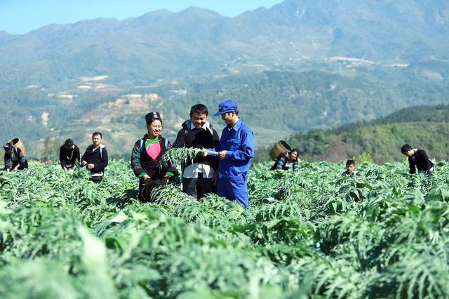 Traphaco và hành trình đảo ngược ‘nghịch lý dược liệu’ ở Việt Nam, nâng thu nhập dân nghèo lên tới trăm triệu/ năm - Ảnh 2.