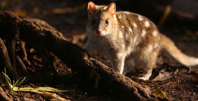 Nông dân Australia bắt được 'quái vật' hơn 100 năm chưa từng xuất hiện và từng được cho là đã tuyệt chủng - Ảnh 6.