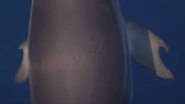 Các nhà sinh học biển gần đây đã phát hiện ra một con cá heo có 'ngón tay cái' giống con người- Ảnh 2.