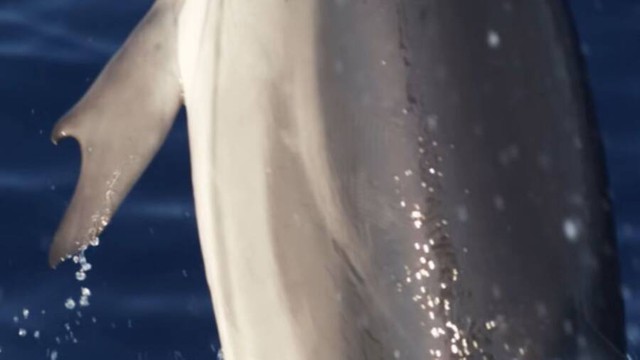Các nhà sinh học biển gần đây đã phát hiện ra một con cá heo có 'ngón tay cái' giống con người- Ảnh 1.