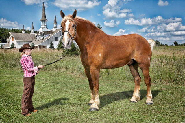 Đây là những con ngựa cao nhất và nặng nhất từng được ghi nhận- Ảnh 2.