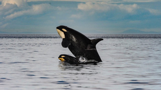Lần đầu ghi nhận cá voi sát thủ bắt cóc cá voi con từ loài khác về nuôi - Ảnh 3.