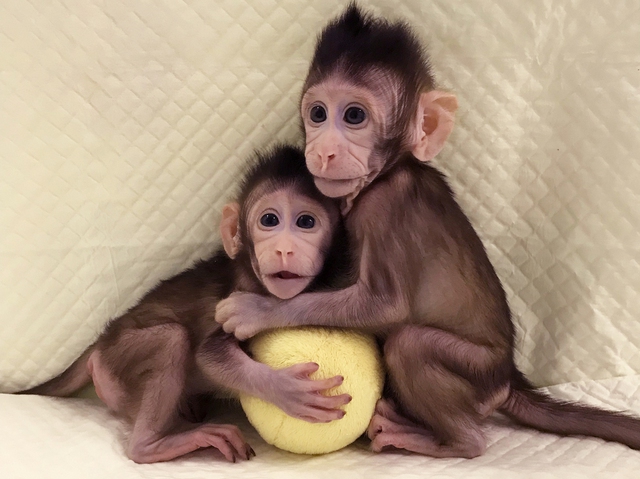 Đột phá: Trung Quốc tạo ra phôi khỉ mà không cần tới trứng và tinh trùng, 3 con khỉ cái đã mang thai nhờ đó - Ảnh 2.