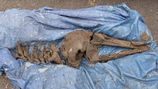 Một người đàn ông Scotland tìm thấy xương cá heo 8.000 năm tuổi khi đang đào bể bơi cho các con của mình - Ảnh 1.