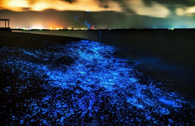 Bí ẩn về hiện tượng biển sao của Maldives! - Ảnh 3.