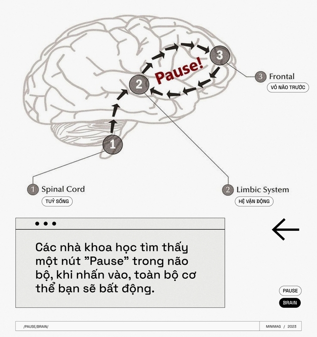 Các nhà khoa học tìm thấy một nút &quot;Pause&quot; trong não bộ, khi nhấn vào, toàn bộ cơ thể bạn sẽ bất động - Ảnh 10.