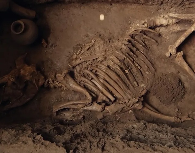Sinh vật bí ẩn được khai quật từ lăng mộ hoàng đế nhà Hán là loài động vật gì? - Ảnh 1.