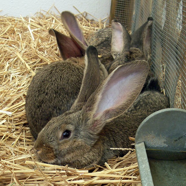 Thỏ có khả năng sinh sản rất nhanh, vậy tại sao chúng chưa trở thành thức ăn chủ yếu của con người? - Ảnh 4.