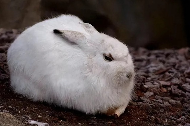 Thỏ có khả năng sinh sản rất nhanh, vậy tại sao chúng chưa trở thành thức ăn chủ yếu của con người? - Ảnh 1.