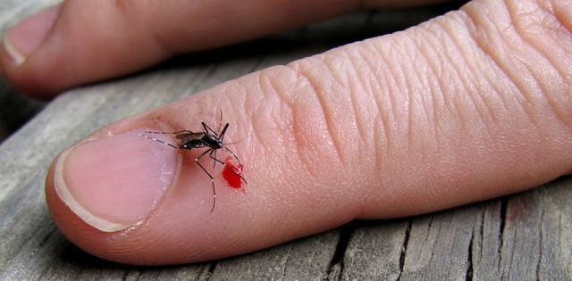 Quá trình hút máu của muỗi đáng sợ thế nào? - Ảnh 2.