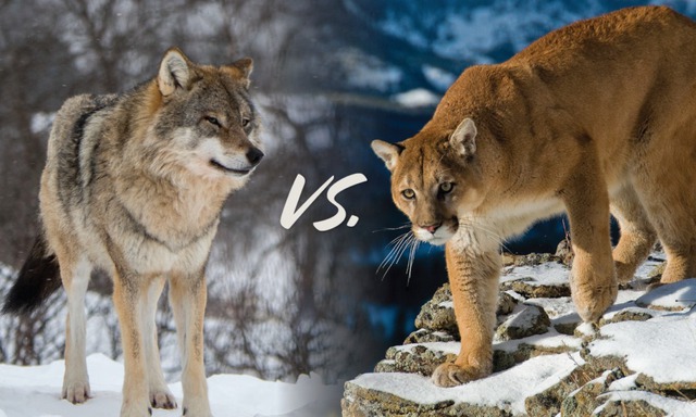 Điều gì xảy ra khi loài sói lớn nhất hành tinh đối đầu loài mèo lớn nhất Bắc Mỹ? - Ảnh 1.