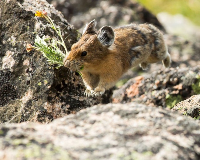 Tại sao lại có tận 1,2 tỷ con thỏ pika sinh sống trên cao nguyên cao nhất thế giới? - Ảnh 3.