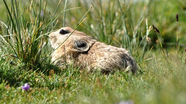 Tại sao lại có tận 1,2 tỷ con thỏ pika sinh sống trên cao nguyên cao nhất thế giới? - Ảnh 5.