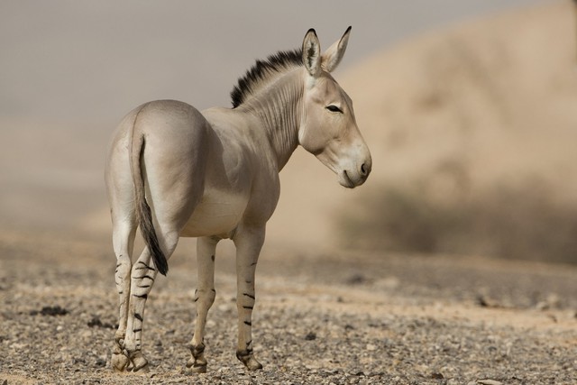 Bí mật của loài lừa hoang châu Phi có 'chân ngựa vằn' - Ảnh 4.
