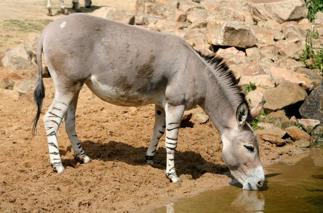 Bí mật của loài lừa hoang châu Phi có 'chân ngựa vằn' - Ảnh 5.