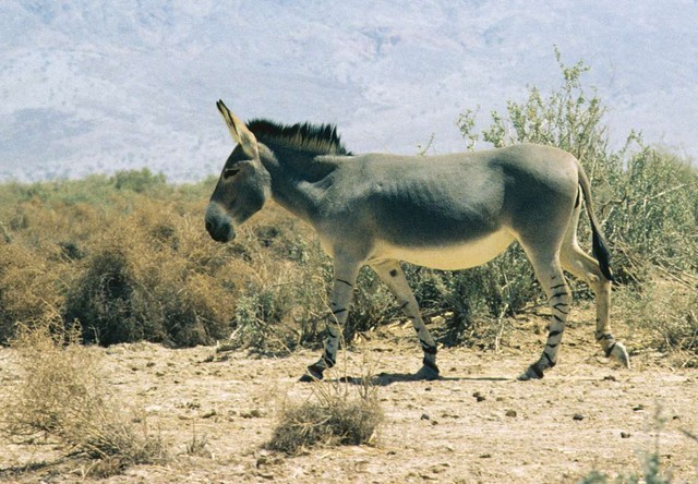 Bí mật của loài lừa hoang châu Phi có 'chân ngựa vằn' - Ảnh 3.