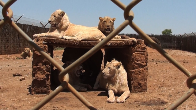 Sư tử được nuôi thương mại ở Nam Phi, với số tiền kiếm được lên tới 42 triệu USD mỗi năm!- Ảnh 2.