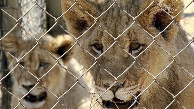 Sư tử được nuôi thương mại ở Nam Phi, với số tiền kiếm được lên tới 42 triệu USD mỗi năm!- Ảnh 5.