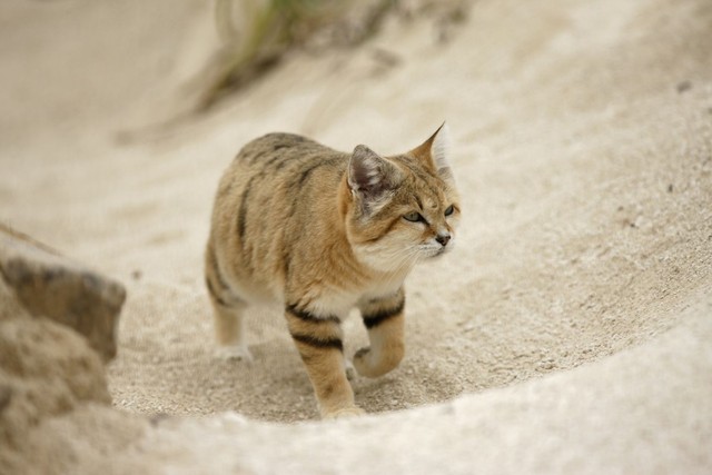 Vì sao mèo sa mạc có thể ăn rắn độc mà không bị nhiễm độc?- Ảnh 5.