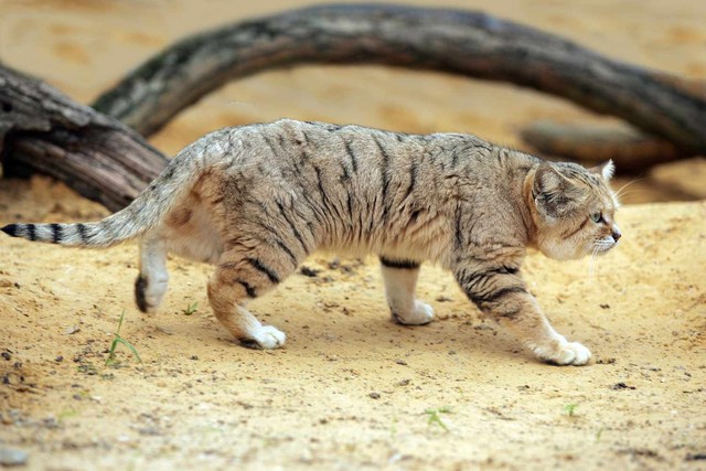Vì sao mèo sa mạc có thể ăn rắn độc mà không bị nhiễm độc?- Ảnh 4.