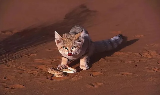 Vì sao mèo sa mạc có thể ăn rắn độc mà không bị nhiễm độc?- Ảnh 2.