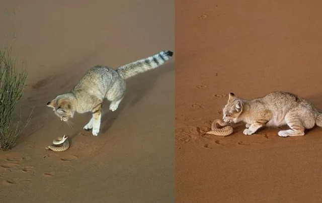 Vì sao mèo sa mạc có thể ăn rắn độc mà không bị nhiễm độc?- Ảnh 1.