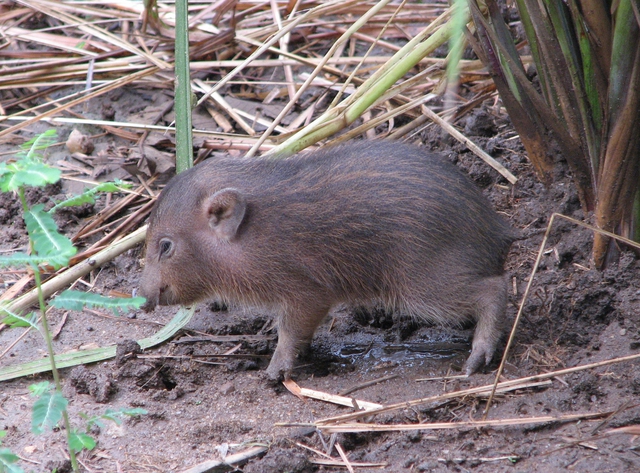 Lợn Pygmy: Loài lợn nhỏ nhất hành tinh, với chỉ 150 con còn tồn tại bên ngoài tự nhiên- Ảnh 3.