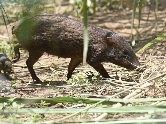 Lợn Pygmy: Loài lợn nhỏ nhất hành tinh, với chỉ 150 con còn tồn tại bên ngoài tự nhiên- Ảnh 2.