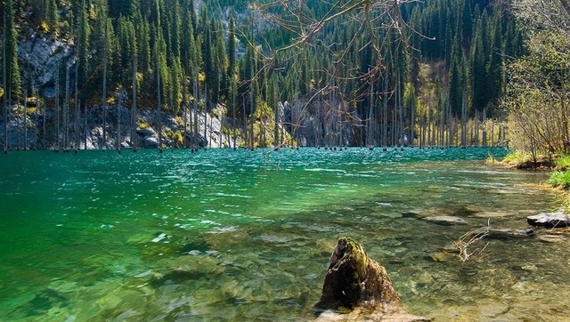 Bí ẩn về khu rừng dưới nước tại hồ Kaindy của Kazakhstan- Ảnh 9.