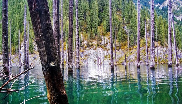 Bí ẩn về khu rừng dưới nước tại hồ Kaindy của Kazakhstan- Ảnh 7.