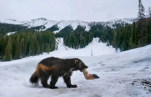 Chồn sói wolverine: Loài vật siêu hung dữ, có khả năng săn con mồi có kích thước lớn gấp sáu lần kích thước của chính nó!- Ảnh 6.