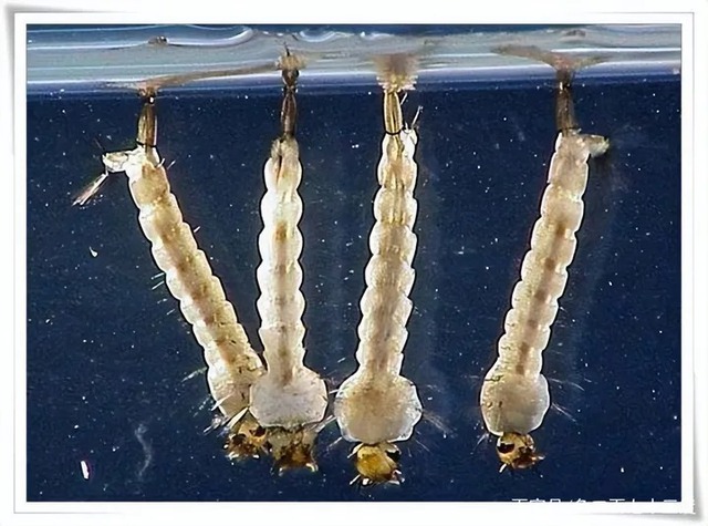 Bí ẩn về những ấu trùng muỗi đột biến gen để có thể sống sót trong nước mặn!- Ảnh 1.