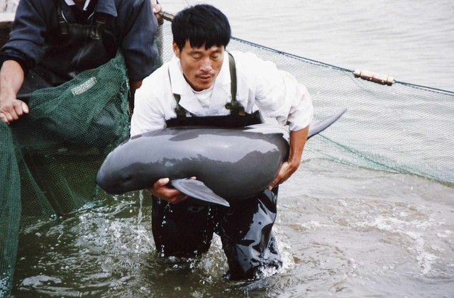 Bí ẩn về cá heo sông Dương Tử: Loài cá heo không vây nước ngọt duy nhất trên thế giới- Ảnh 5.
