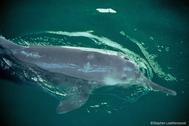 Bí ẩn về cá heo sông Dương Tử: Loài cá heo không vây nước ngọt duy nhất trên thế giới- Ảnh 4.
