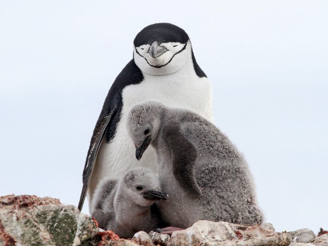 Chim cánh cụt Chinstrap ngủ 10.000 lần mỗi ngày và giấc ngủ ngắn nhất chỉ 4 giây!- Ảnh 2.
