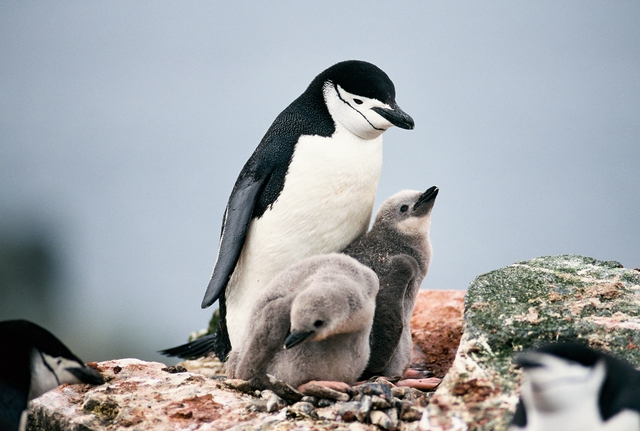 Chim cánh cụt Chinstrap ngủ 10.000 lần mỗi ngày và giấc ngủ ngắn nhất chỉ 4 giây!- Ảnh 1.