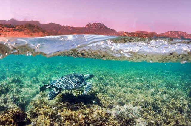 Thói quen 3.000 năm tuổi của rùa Địa Trung Hải chứng minh cho câu nói "miếng ngon nhớ lâu"- Ảnh 1.