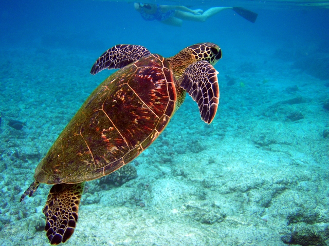 Thói quen 3.000 năm tuổi của rùa Địa Trung Hải chứng minh cho câu nói "miếng ngon nhớ lâu"- Ảnh 2.