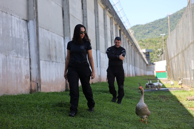 Một nhà tù tại Brazil đã quyết định thay thế chó canh gác bằng đàn ngỗng- Ảnh 2.