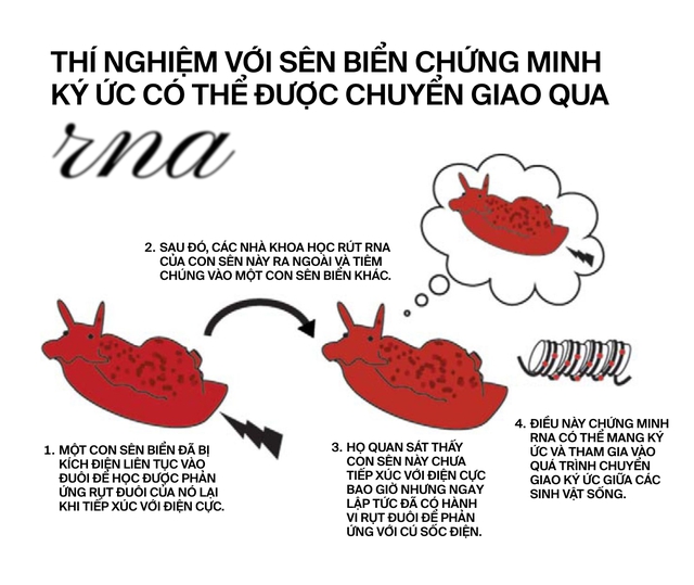 Nếu ký ức tồn tại trong trái tim: Liệu một phần người hiến tim vẫn còn sống, bên trong cơ thể người nhận tạng ghép?- Ảnh 5.