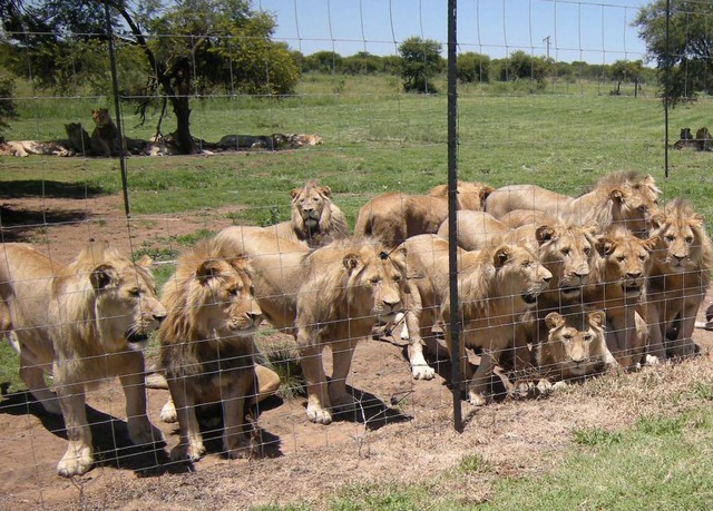 Sư tử được nuôi thương mại ở Nam Phi, với số tiền kiếm được lên tới 42 triệu USD mỗi năm!- Ảnh 1.