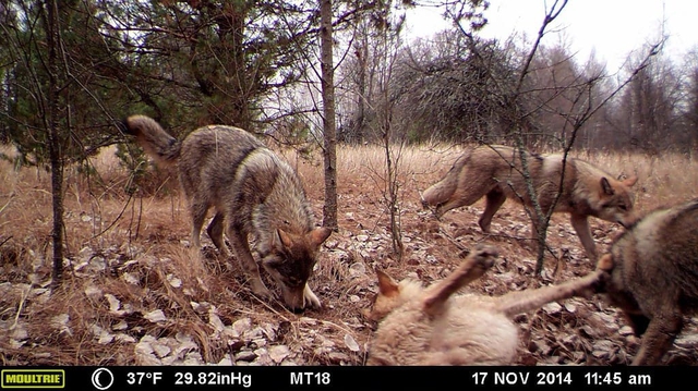 Những con sói đột biến ở Chernobyl dường như đã phát triển một số loại khả năng chống lại bệnh ung thư- Ảnh 2.