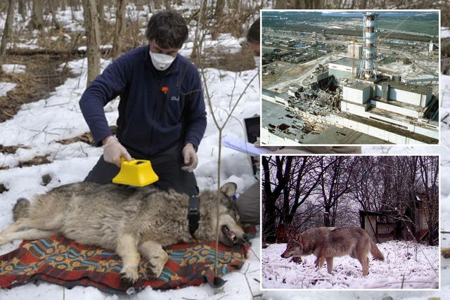 Những con sói đột biến ở Chernobyl dường như đã phát triển một số loại khả năng chống lại bệnh ung thư- Ảnh 4.