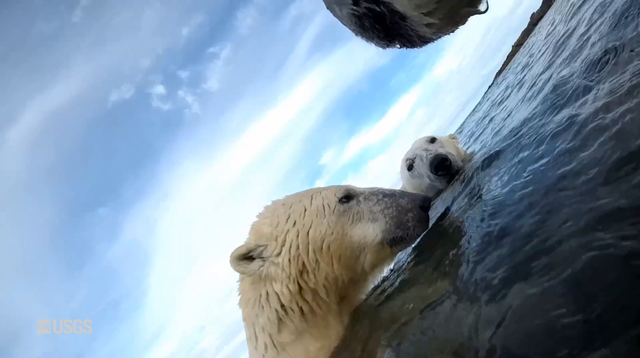 Các nhà khoa học đeo camera cho gấu Bắc Cực, thu về những thước phim đáng báo động- Ảnh 1.