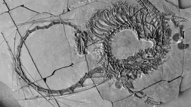 Các nhà khoa học chính thức tiết lộ hóa thạch của loài 'rồng' Trung Quốc!- Ảnh 1.