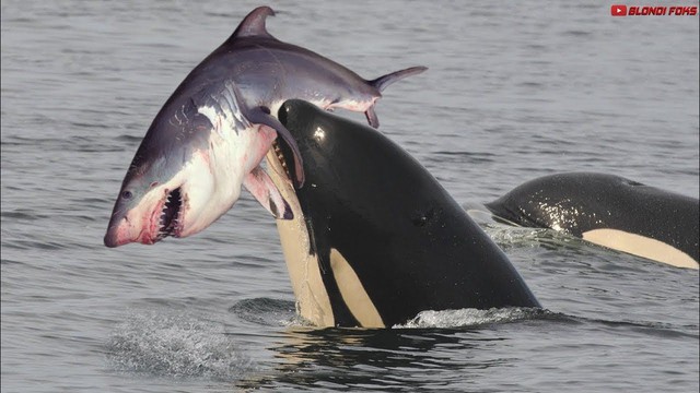 Tại sao cá voi sát thủ chỉ ăn gan của cá mập trắng lớn?- Ảnh 3.
