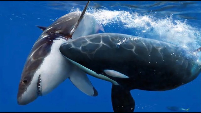 Tại sao cá voi sát thủ chỉ ăn gan của cá mập trắng lớn?- Ảnh 1.
